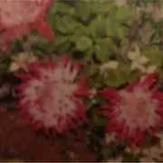 サリー