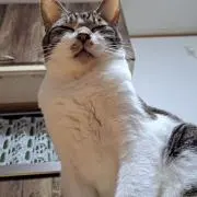 グリコブッチの画像