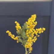 ばなな