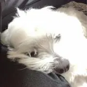 おなちちちの画像