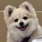 ゆうま