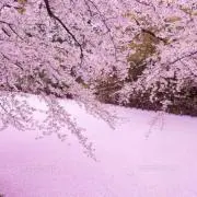 白鳥の画像