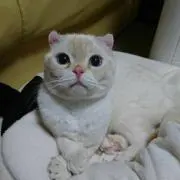 山わさび