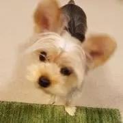 てんどんの画像
