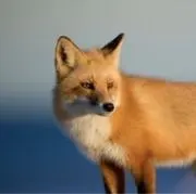 Kitsune 24の画像