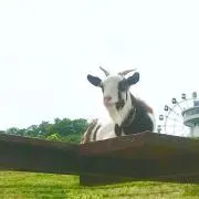 pocchiの画像