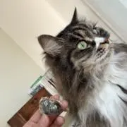 ねこの画像