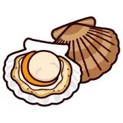 ほたての画像