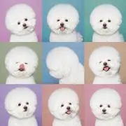 ぽんの画像