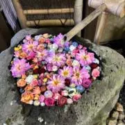 SarAriの画像