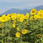 ひまわりの画像