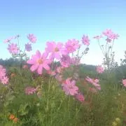 イナトモの画像