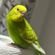 ぴーちゃん