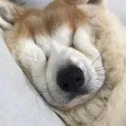 ニック29の画像
