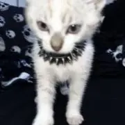 のん 即購入大歓迎 ♡の画像