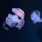 る@無言取引OKの画像