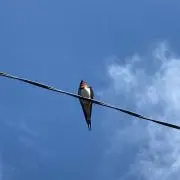 くろの画像
