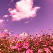 simaの画像