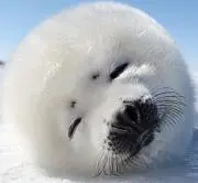 nonoの画像