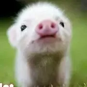 チビコ