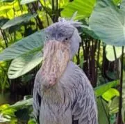 こての画像