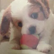 く〜ちゃんの画像