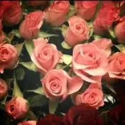 Rose Smile