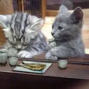 がじゃまろの画像