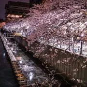 ガクの画像