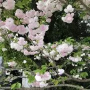mayの画像