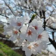 空桜の画像