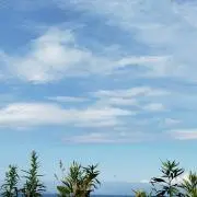 ぶーちゃんの画像