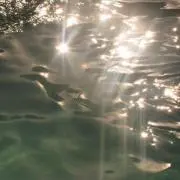 シロマの画像