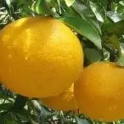 夏ミカンの画像