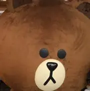 クマミの画像