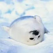 あざらし