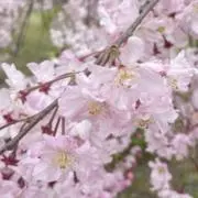 Sumire(グッズ類は大幅値下げ〇)の画像