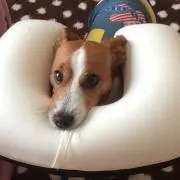 まるちゃん