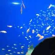 aidenの画像