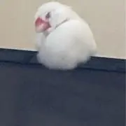 Yの画像