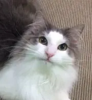 のんの画像