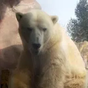 スーレの画像