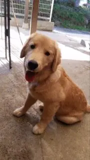 あおあおの画像