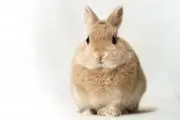 Cookie