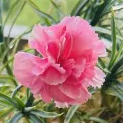 Geminiの画像