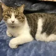 タキトラくんの画像