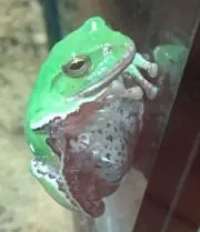 グリーンアップル