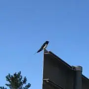 ちょびまるの画像