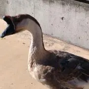 SITORONの画像