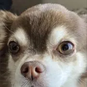 らうくの画像